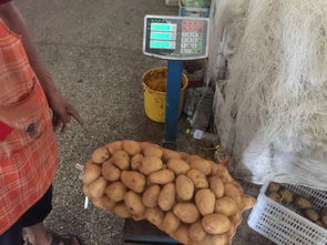 金鼎商貿城食用農產品快檢結果公示